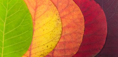 Sonbahar, makro dokuyu terk eder. Renk değişimiyle çok renkli parlak yapraklar. Sonbahar kavramı, duvar kağıdı ve afişi ve tasarım elementini terk eder