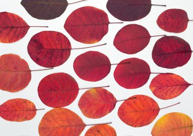 Sonbahar yaprakları. Kırmızı parlak yapraklar beyaz arka planda izole edilmiş. Sonbahar yaprakları konsept, bayrak ve duvar kağıdı ve tasarım elementi