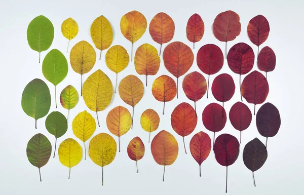 Autumn leaves. Collection of multi-colored bright leaves on a white background. Autumn leaves concept, banner and wallpaper and design element