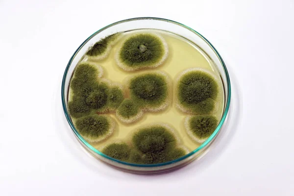 ペニシリウムの拡大は 医療研究室分析疾患で カビや真菌の検査臨床サンプルを隔離し 栽培するためのペトリ皿の使用と麦芽エキスアガーメディアで成長します ロイヤリティフリーのストック写真