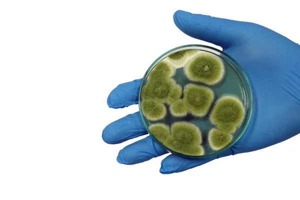 Scientist Isolated Penicillium Expansum Grow Malt Extract Agar Media Petri  Stock Photo by ©ARPON 546008790