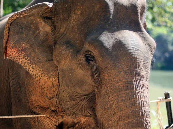 Close up Asian Elephant crying and sad for homesick in the zoo, tear in eyes with clearly texture skin elephant. Safe elephant from animal abuse and Conserving Thai Elephants concept, selective focus.