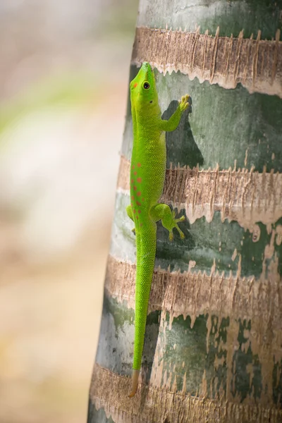 Madagascar — Stock Photo, Image