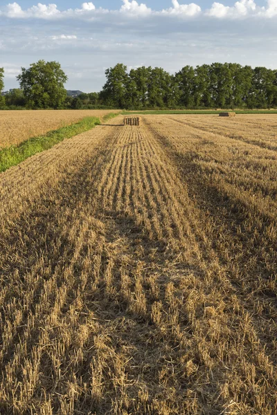 Weizenfeld — Stockfoto