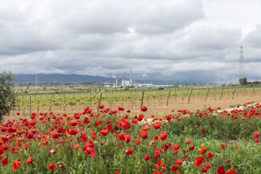 üzüm bağları ve sanayi