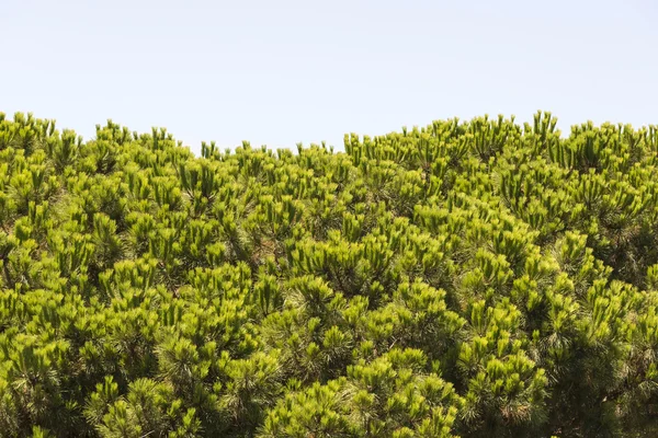 Pine koppar — Stockfoto