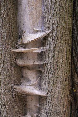 Polonya, Varşova 'da kıstırılmış böceklerle dolu bir ağaç gövdesinde eski tozlu örümcek ağları 