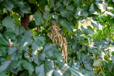 Dry leaves standing among green leaves growing naturally in the garden. Drought is drying up nature. Selective focus. leaves on the tree