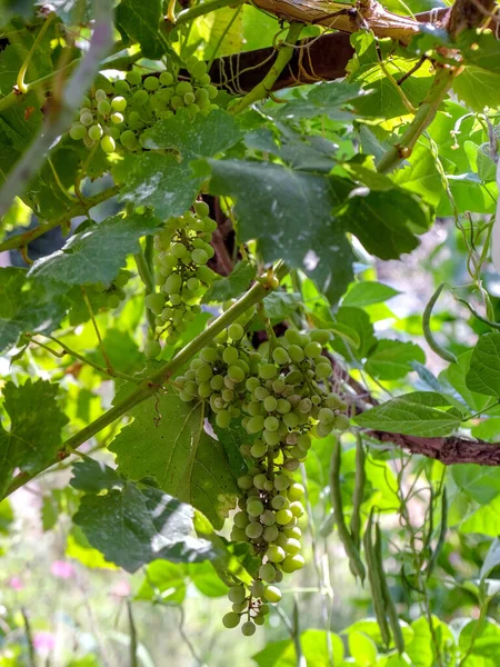 Grapes Branch Growing Naturally Garden Blurred Background Green Vine Leaves —  Fotos de Stock