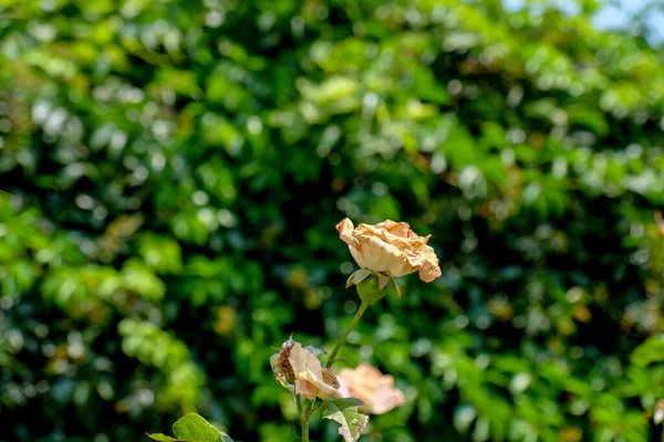 Κίτρινο Τριαντάφυλλο Στέκεται Μπροστά Από Πράσινα Φύλλα Θολή Φόντο Πράσινα — Φωτογραφία Αρχείου