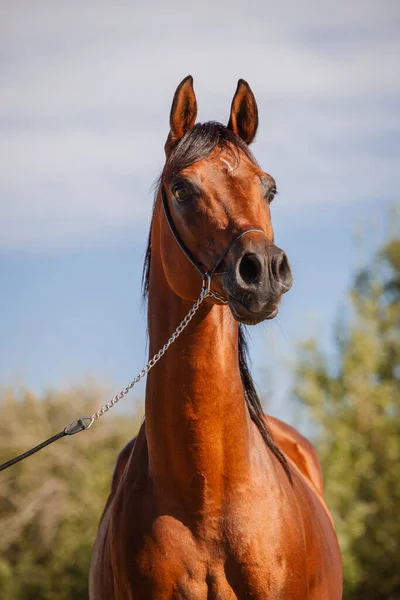 Beautiful Face Portrait Bay Arabian Stallion Summer — Stock Photo, Image