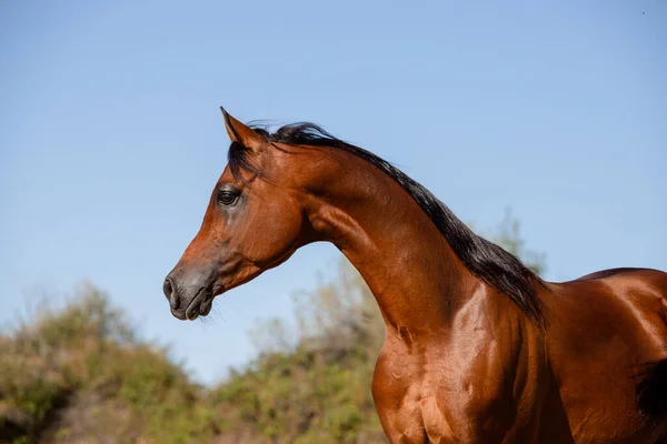 Vackert Ansiktsporträtt Bay Arabian Hingst Sommaren — Stockfoto