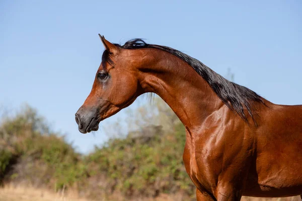 Schönes Gesicht Porträt Eines Braunen Arabischen Hengstes Sommer — Stockfoto