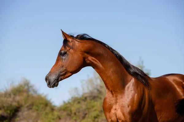 Όμορφο Πορτραίτο Προσώπου Ενός Αραβικού Αλόγου Καλοκαίρι Εικόνα Αρχείου