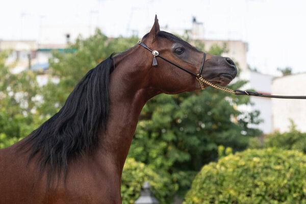 Beautiful face portrait of a bay arabian horse stallion champion