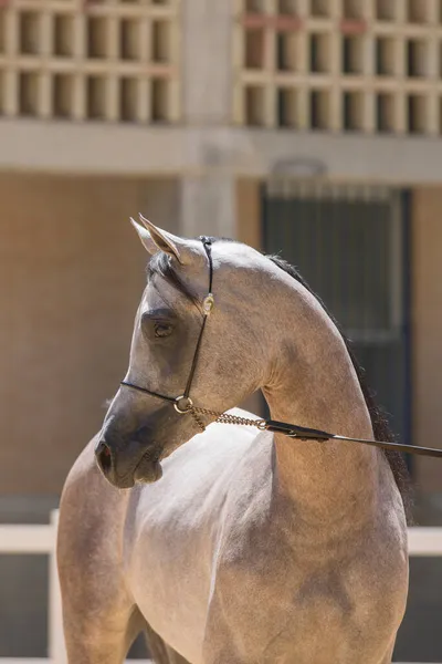 Mooi Gezicht Portret Van Een Grijze Arabische Paard Hengst Kampioen Rechtenvrije Stockfoto's