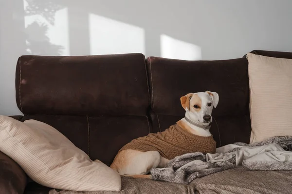 Портрет Дорослої Собаки Відпочиває Вдома Коричневому Светрі Стокове Фото