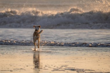 Dişi melez köpek Cadiz sahillerinde koşuyor ve su sıçratıyor.
