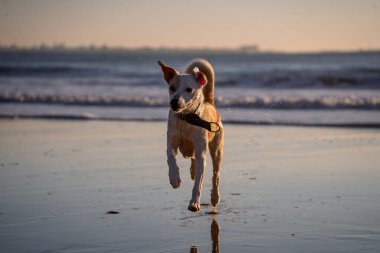 Gün batımında Cadiz plajında koşan dişi melez köpek.