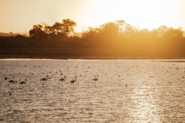 Puerto Real, Cadiz 'de gün batımında altın bir gölette pembe flamingo siluetleri