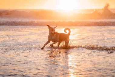 Dişi melez köpek Cadiz sahillerinde koşuyor ve su sıçratıyor.
