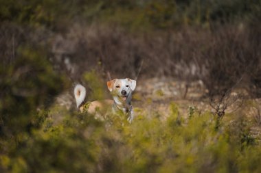 Kışın çalılıklarda yürürken mutlu, karışık bir köpek.