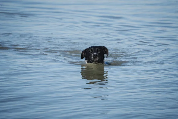 Cane Misto Femminile Che Nuota Spiaggia Estate Spagna — Foto Stock