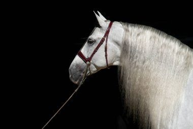 Face portrait of a youg spanish horse mare