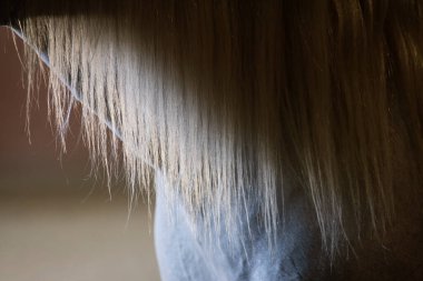 Close up of the mane of a grey spanish stallion