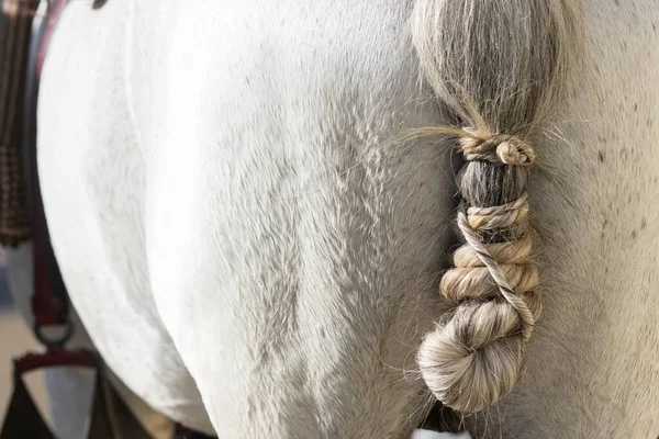 Detalj Stjärtknuten Spansk Häst Traditionell Doma Vaquera — Stockfoto