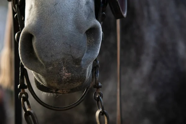 Cavallo Grigio Che Indossa Tradizionale Morso Doma Vaquera Spagna — Foto Stock