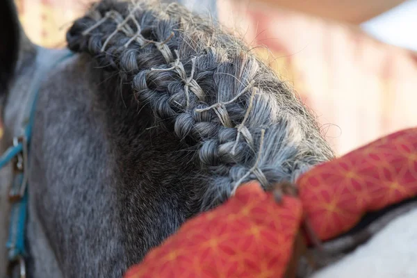 Detalhe Perto Tranças Fundo Tradicionais Doma Vaquera Cavalo Espanhol — Fotografia de Stock