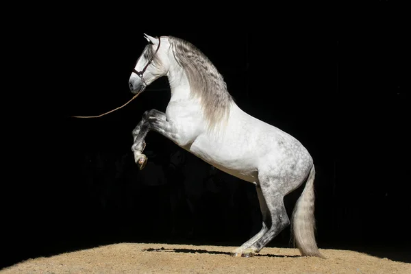 Powerful Grey Spanish Stallion Long Mane Doing Levade — Stockfoto