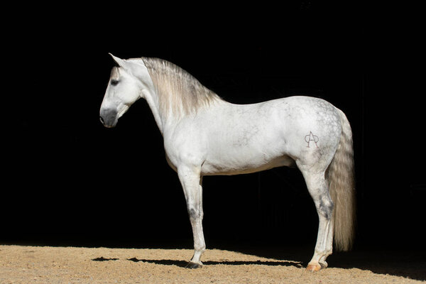 Beautiful full body portrait of a spanish stallion isolated with black background