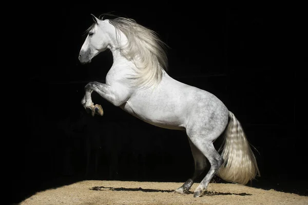 Powerful Grey Stallion Long Mane Doing Levade Freedom — Stockfoto
