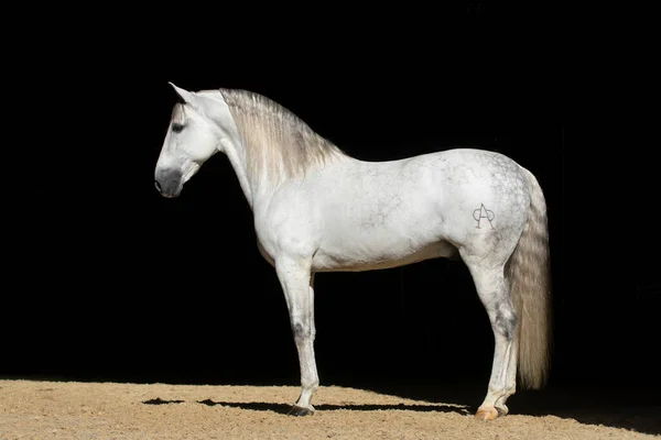 Beautiful Full Body Portrait Spanish Stallion Isolated Black Background Rechtenvrije Stockfoto's