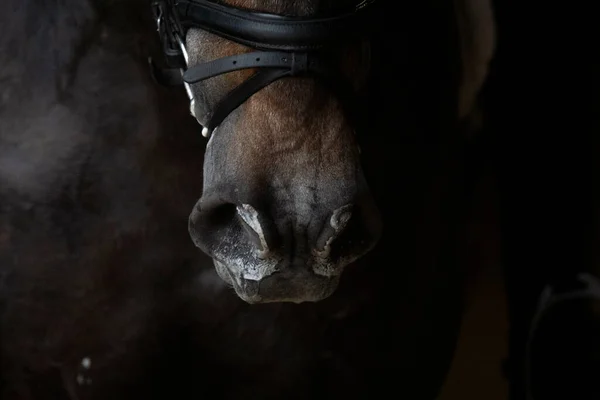 Detail Sweaty Snout Spanish Young Horse Exercising — Fotografia de Stock