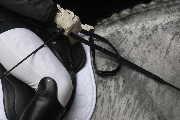 Detail of the rain-soaked neck of a grey Spanish horse before competing in dressage