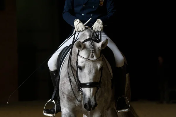 Grey Spanish Horse Walking Relaxed Long Reins Competing Dressage —  Fotos de Stock