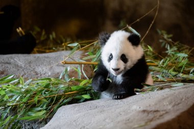 Young five month old panda cub eating its first bamboo leaves in the zoo