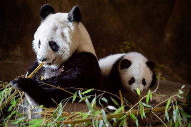 Giant panda bear with one of her two 5-month-old cubs at the Madrid Zoo