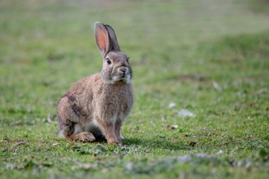 Wild european rabbit (Oryctolagus cuniculus) in alert in Madrid ( Spain(