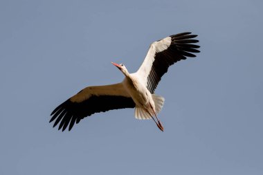 Adult white stork in flight through the blue sky (Ciconia ciconia) in Spain