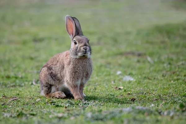 Wild European Rabbit Oryctolagus Cuniculus Alert Madrid Spain — Stok fotoğraf