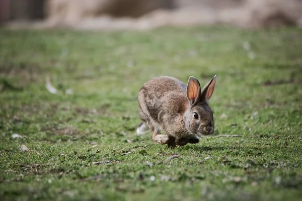 Wild european rabbit (Oryctolagus cuniculus) scared and running away in Spain