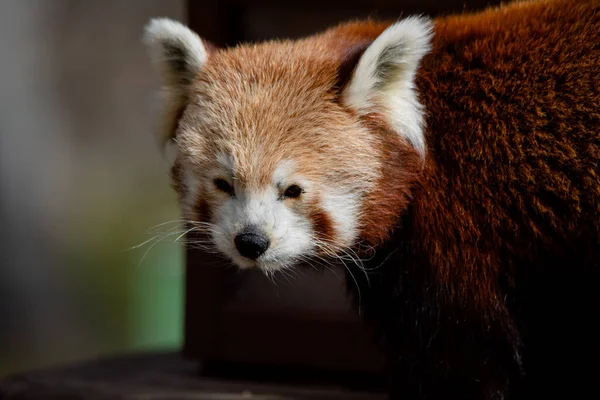 Cute face portrait of a red panda (Ailurus fulgens) walking under sunlight