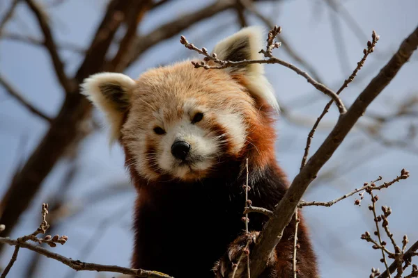 Cute face portrait of a red panda (Ailurus fulgens) looking from a branch