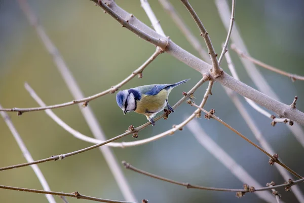 Blue Tit Cyanistes Caeruleus Perched Branch Winter Madrid — Stock fotografie