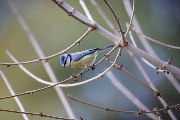 Blue Tit Cyanistes Caeruleus Perched Branch Winter Madrid — Stock Fotó