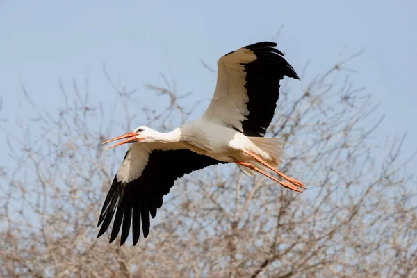 Adult White Stork Flight Blue Sky Ciconia Ciconia Spain — Foto de Stock